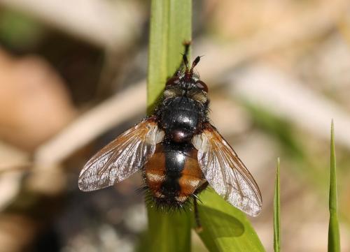 Réf. 199 436 : Tachina magnicornis